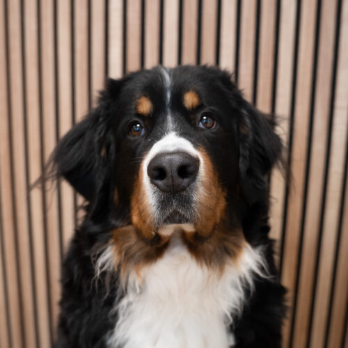 De kantoorhond van Pure Minds